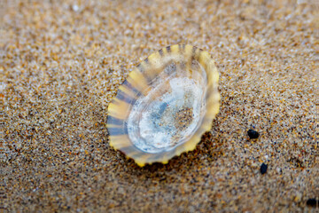 Common Limpet shell, Patella vulgata, resting on the sand as the tide goes out. Druridge Bay, Northumberland August 2025