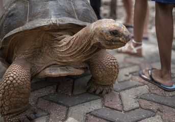 Aldabra Tortoise with visitors legs