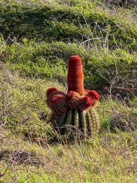 Wild Melocactus (Turk&rsquo;s Cap Cactus) with a bright red cephalium growing in natural dry vegetation in Saint Barth&eacute;lemy. Caribbean desert flora and tropical succulent species.