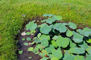 Beautiful green leaves of lotus flower in pond