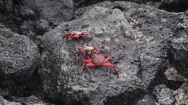 Tres cangrejos rojos en la costa rocosa de Gal&aacute;pagos