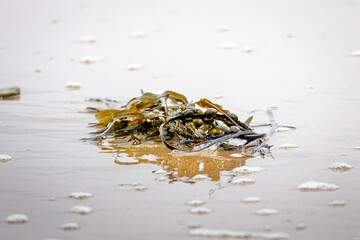 Bladder Wrack (Fucus vesiculosus), a common brown seaweed, washed up on the beach, Druridge Bay, Northumberland. 