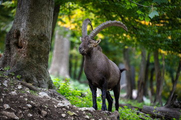 Mountain goat with striking horns