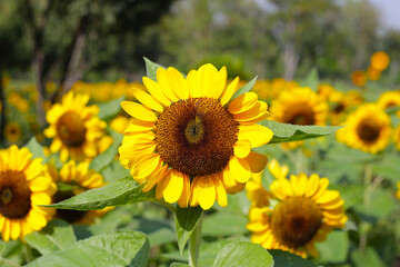 Fototapeta premium Blooming sunflower fields. Beautiful yellow flower