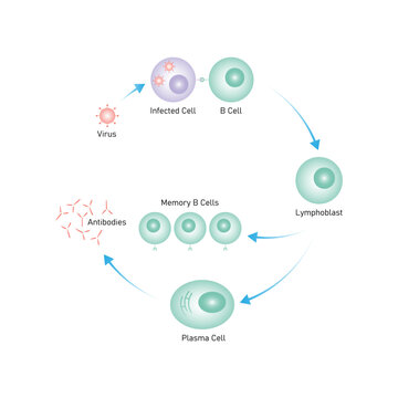 B Cell Activation Process Science Design. Vector Illustration.