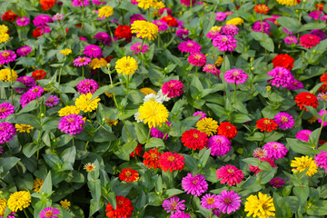 Fototapeta premium Colorful zinnias in full bloom