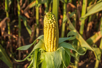 Fresh corn on the cob growing in a vibrant green field during sunny summer days under clear blue...