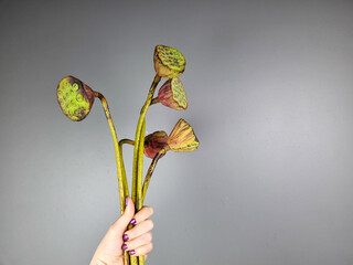 Dried lotus seed pods on long stems against a neutral grey background. Minimalist botanical composition at flower shop