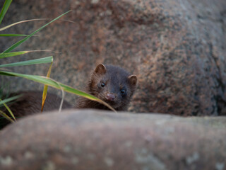 American mink peeking between rocks in coastal vegetation, alert and curious in natural habitat.