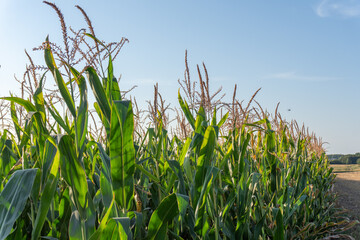 Naklejka premium Cornfield under a clear sky with tall plants swaying in the gentle breeze during late afternoon