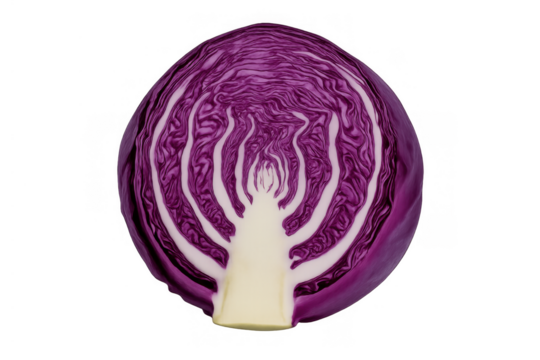 Half a red cabbage showing vibrant purple leaves and white stem, a fresh vegetable for healthy cooking on transparent background