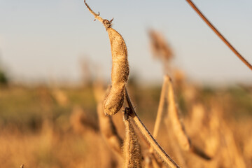 Close-up of mature soybean pods on a sunny evening in a rural field showcasing natural agriculture