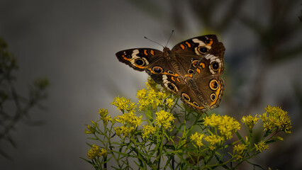 butterfly on yellow flower