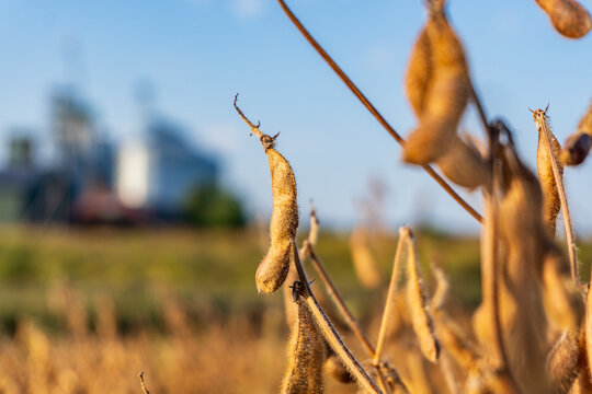 Brown soybean pods growing in a field with a grain elevator in the background on a sunny day
