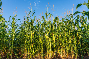 Tall green corn stalks growing under a clear blue sky in a rural field during the warm summer months