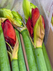 close-up view of vibrant red amaryllis flower buds on thick green stems packed securely in a cardboard box concept of christmas flowers, holiday gifts, wholesale floristry