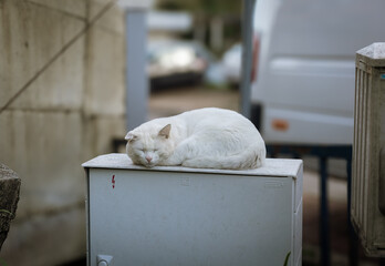 white cute cat sleeping in the street outdoors background wallpaper. stray white sleeping cat. domestic animals. white cat. pets. cat background