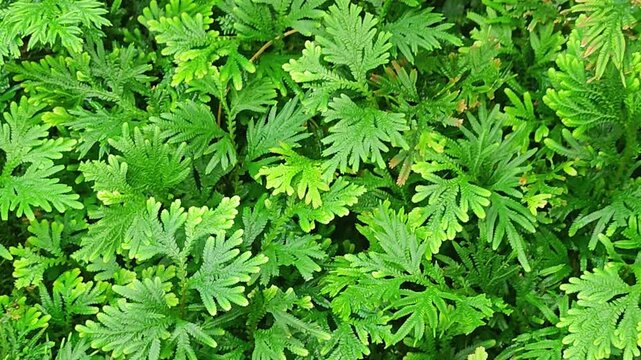 Beautiful trees in the garden