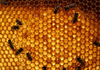 Busy Bees on a Glowing Honeycomb Filled with Sweet Golden Honey