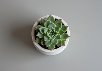 Vibrant Green Succulent in a White Pot Top Down View