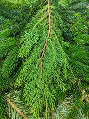 close-up view of fresh green thuja branch overlapping dark spruce and fir needles concept of seasonal greenery, holiday decoration, wholesale floristry