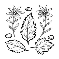 A charming hand-drawn botanical illustration showcasing delicate Edelweiss flowers with their distinct leaves and small alpine stones in a simple line art style.