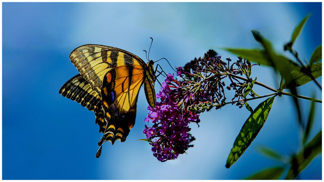 butterfly on a branch