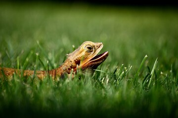 Lizard on the grass