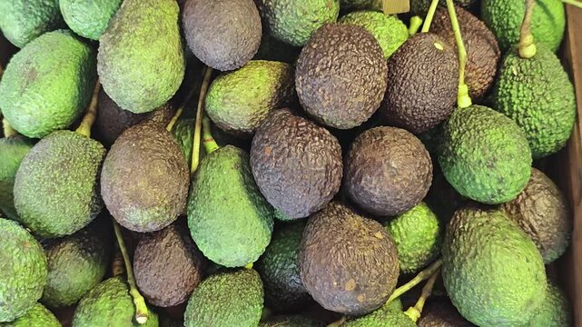 fresh avocado