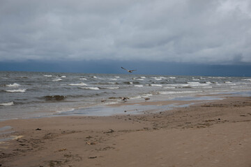 seagulls on the beach