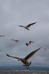 seagulls in flight