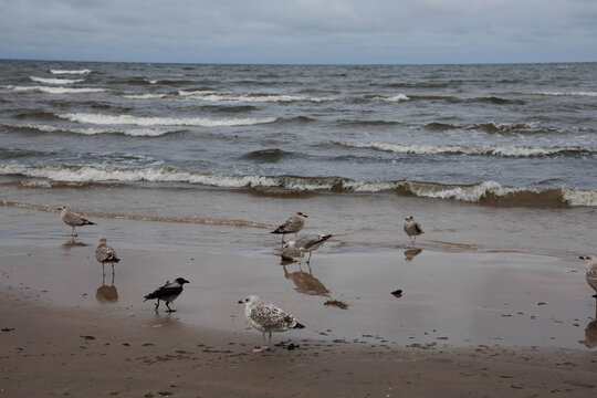seagulls on the beach