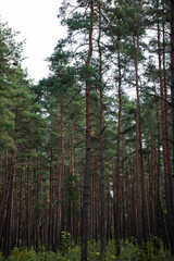 trees in the forest and park