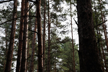 trees in the forest and park