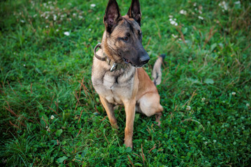 german shepherd dog on grass