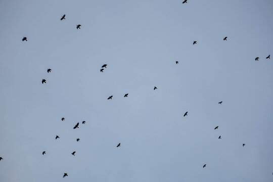 flock of birds