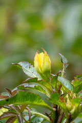 Vertical close-up of a Peruvian Ludwigia (Ludwigia peruviana) flower bud. The yellow/green bud is in sharp focus, surrounded by serrated green leaves and reddish stems. Blurred green background.