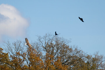 Pygargue &agrave; queue blanche