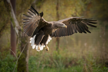 Pygargue à queue blanche