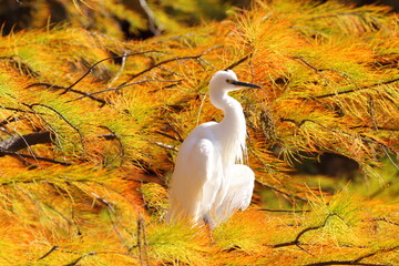 ラクウショウの紅葉とコサギ