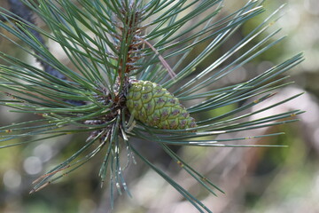 Pine cone on a branch of a pine tree in early spring