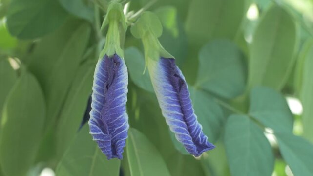 Close-up macro video of butterfly pea flower (Clitoria ternatea) with vibrant blue petals and white center, growing naturally among green leaves. Tropical medicinal plant commonly used for herbal tea.