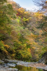 Fototapeta premium 茨城県大子町 袋田の滝周辺の紅葉 