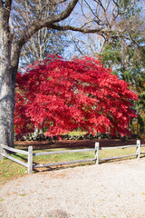 red maple tree