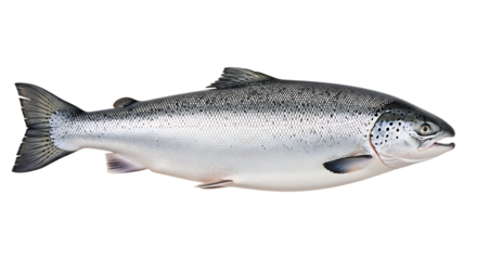 Whole Atlantic Salmon Fish, with Silver Scales and Black Spots isolated on a white or transparent background, cutout, PNG