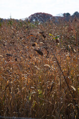 autumn in the countryside