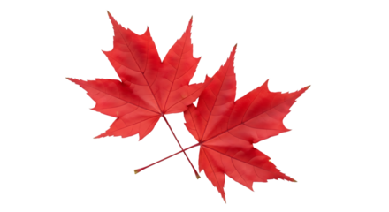 Two vibrant red maple leaves, with detailed veins crossed over each other isolated on a white or transparent background, cutout, PNG