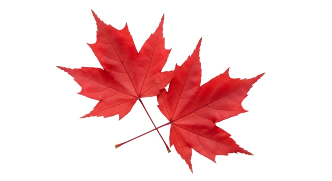 Two vibrant red maple leaves, with detailed veins crossed over each other isolated on a white or transparent background, cutout, PNG