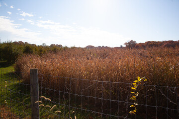 fence in the field