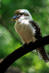 A laughing kookaburra (Dacelo novaeguineae) in the Colombia national aviary